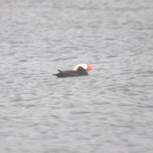 Puffin at Elfin COve
