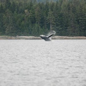Whales at Snow Pass in route to Thorne Bay