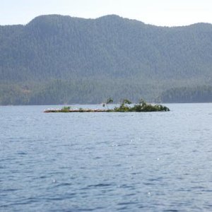 Media 'Uncharted Island???? Just a floater!!' in album 'Ready to launch at Blaine Wa'