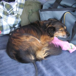 Worn out boat dog