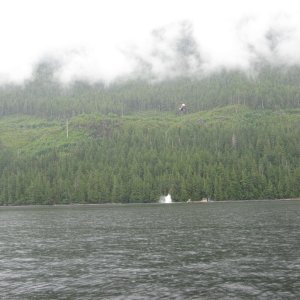 Helicopter Logging, Cousins Inlet