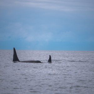 Media 'Orca Siting at Hero Strait' in album 'Lighthouse Express and Sleepy-C at Rest'