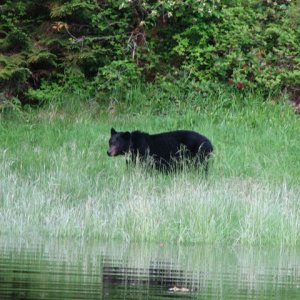 Another Bear