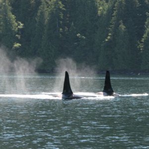 BC Orcas 2
