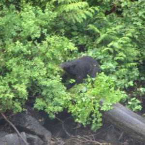 Bear in Bushes- Wakana Bay