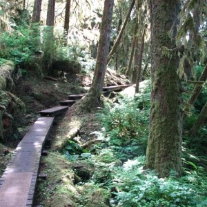 Bear PAth
