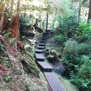 Bear Path2