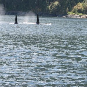Blind Channel Orcas1