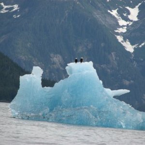 Eagles on Iceberg