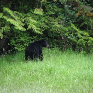 Lowe Bear2
