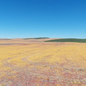 The beautiful orange/red is the result of using Round-Up to kill everything in the field, including any of last years wheat seeds that fell during harvest.  That way, this year's pesticides and herbicides aren't wasted on volunteers from last year's crop.  Think of it as a glucose-free wheat field.