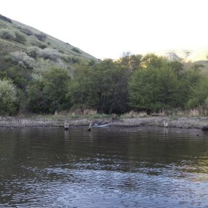 This canyon bay had running water.  I scared off a great blue heron, a flock of pintail ducks, a river otter, a black Angus cow and her calf, and probably other wildlife.