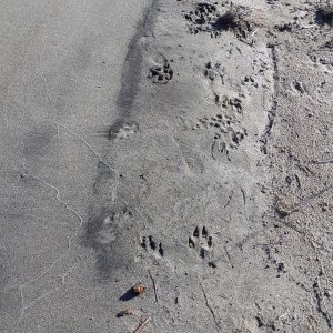 Here are some interesting footprints.  At the bottom, pointing up, are coyote.  At the top, pointing down, are bob cat.  Maybe they fought and created the hole in the sand.