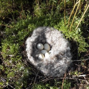 After seeing the footprints I was surprised to find these eggs.  A Canada goose nest.