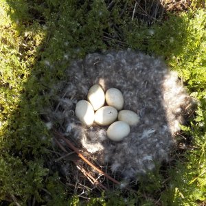The next nest I found because I could hear the goslings peeping.  But it looks like I'm a day too early.  Each of them had a hole started, but they hadn't pecked through yet.