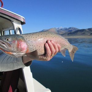 An average size cut-throat at Pyramid Lake.