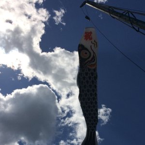 carp flag