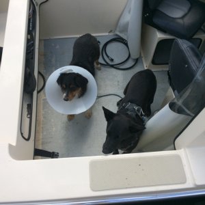 Eddie had a barbed wire incident-
wears the "cone of shame"