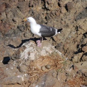 anacapa6