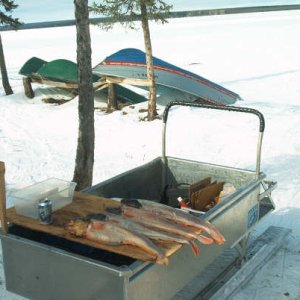 Skinned burbot.JPG