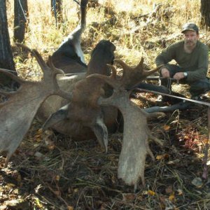 Upside down moose.JPG