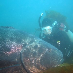 Media 'Giant Sea Bass at Catalina' in album 'Giant Sea Bass at Catalina'