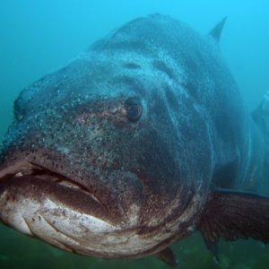 Media 'Giant Sea Bass Smiling at the Meet and Greet' in album 'Giant Sea Bass at Catalina'