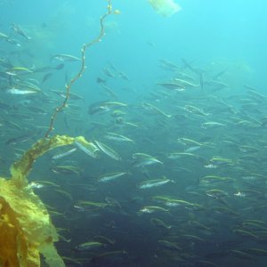 School of Jack Mackerel