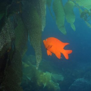 Garibaldi -- California's State Fish