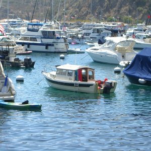 Media 'Moored in Avalon.' in album 'Giant Sea Bass at Catalina'