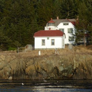 Burrows Island Lighthouse, Herron standing on kelp below.