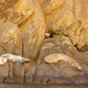 Happy seals, enjoying sunset