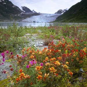 Wildflowers and Reid Glacier, Glacier Bay NP, AK