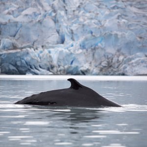 Minke whale in front of Reid Glacier, Glacier Bay NP, AK