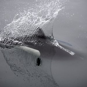 Dall's porpoise, Icy Strait, AK