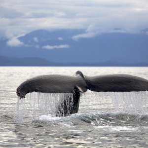 Humpback whale, Frederick Sound, AK