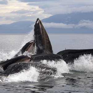 Humpback whales bubble-feeding, Chatham Strait, AK
