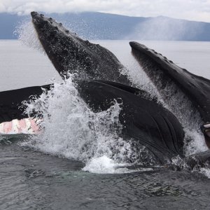 Humpback whales bubble-feeding, Chatham Strait, AK