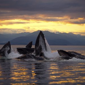 Humpback whales bubble-feeding, Icy Strait, AK