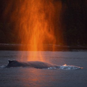 Humpback whale, Icy Strait, AK