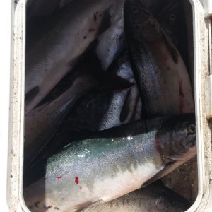 Media 'A mess of fish in the box.' in album 'A mess of fish in the box.'
