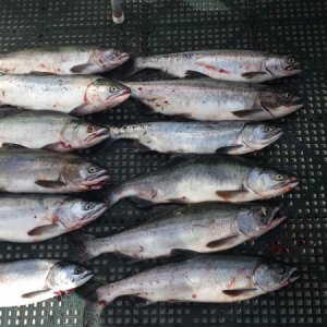 Media '12 Pink Salmon - Humpy Hollow August 2015' in album 'A mess of fish in the box.'