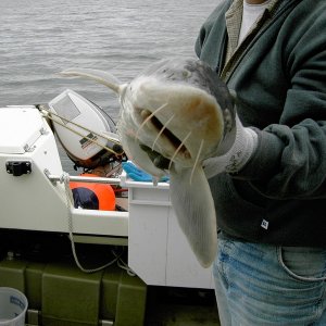 The face of a happy sturgeon. He\'s to short and headed back in.