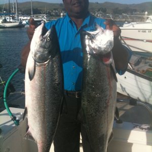 Couple  of the nice King Salmon we caught on VK2 Flasher and RSK 125 ft down
off Bodega 18 miles out