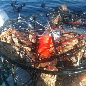 Just a few Dungies..one of 8 pots
in 2011....think we pulled up at least 80
Commerical sized males on this trip...one of many...got sick of Crab!!!