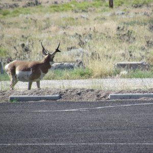 I'm guessing this an antelope wondering around the boat trailer parking area at Lucerne Valley Marina,Flaming Gorge Utah