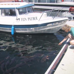 Here fishy fishy