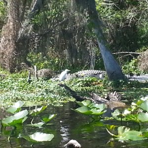 8ft Alligator