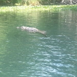 Alligator in Salt Spring