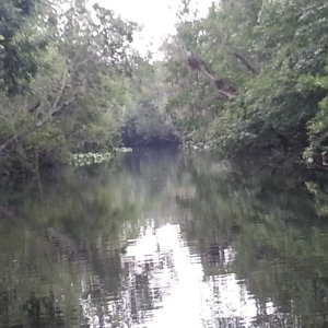 Hontoon Dead River Cut